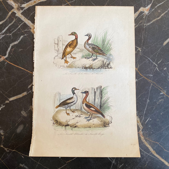 French Antique 18th Century “La Sarcelle” Bird Engraving Hand Colored Artwork