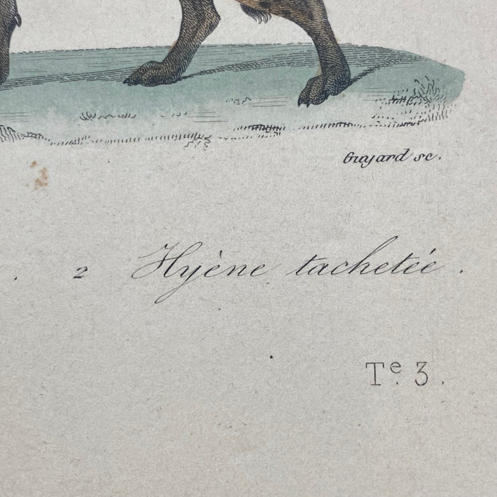 French Antique 18th Century "Hyene Rayee" Animal Engraving Hand Colored Signed Artwork