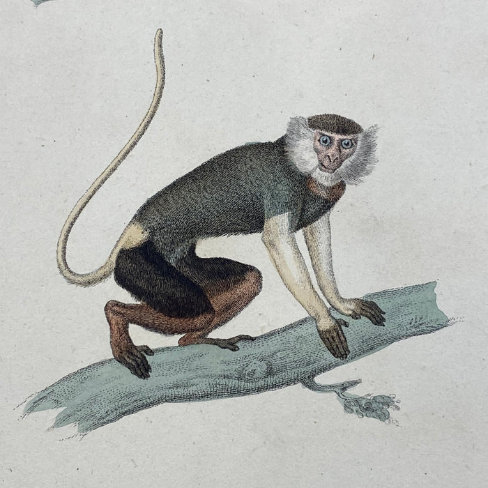 French Antique 18th Century "Le Moustac" Monkey Animal Engraving Hand Colored Artwork