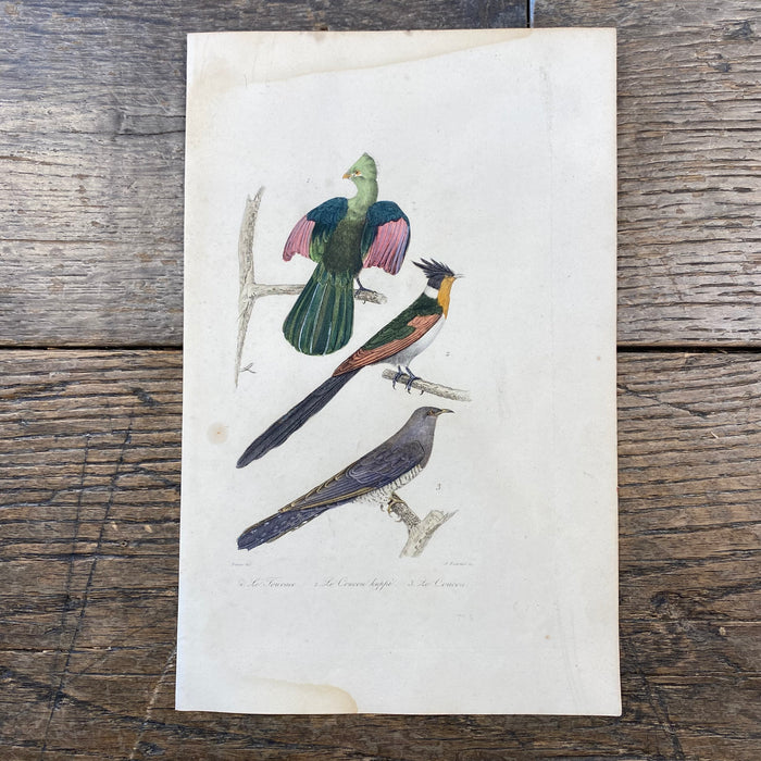 French Antique 18th Century "Le Touraco" Bird Engraving Hand Colored Signed Artwork