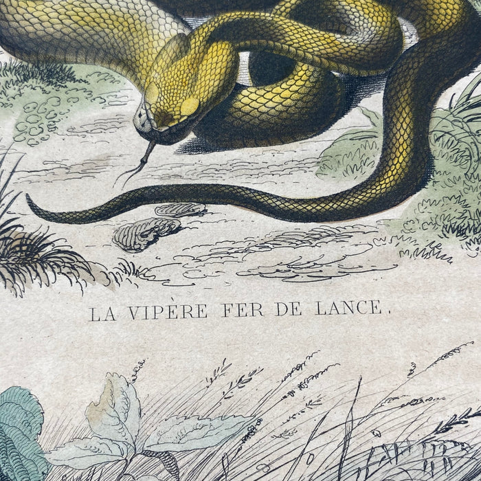 French Antique 18th Century "La Vipere Fer de Lance" Snake Engraving Hand Colored Signed Artwork