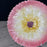 French Orchies Majolica Pink Daisy Floral Plate Circa 1890