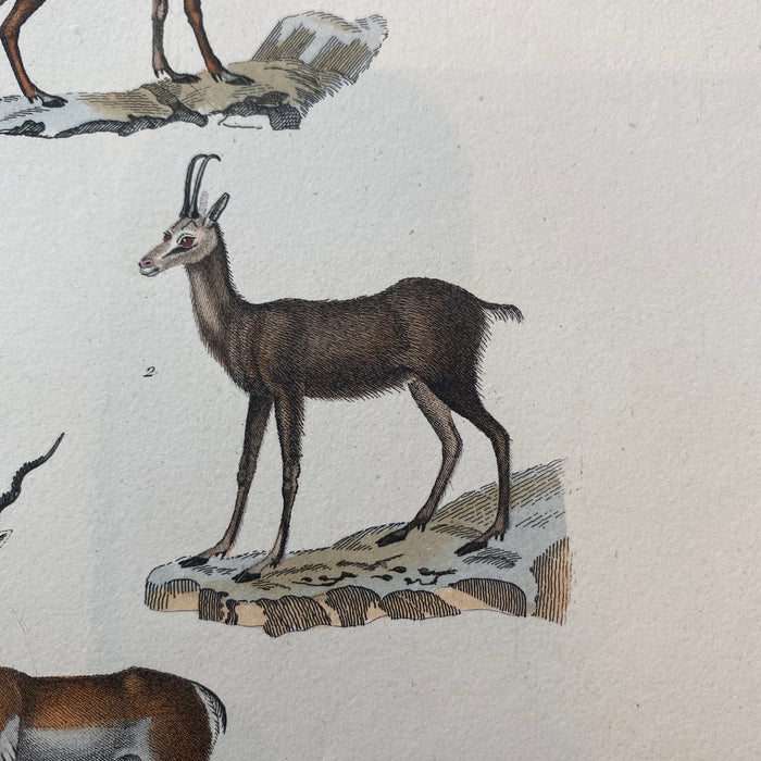 French Antique 18th Century "Le Antilope" Animal Engraving Hand Colored Signed Artwork