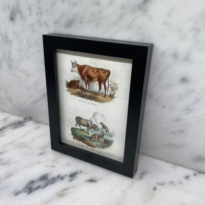 French Antique 18th Century Cow and Sheep Engraving Hand Colored Signed Artwork