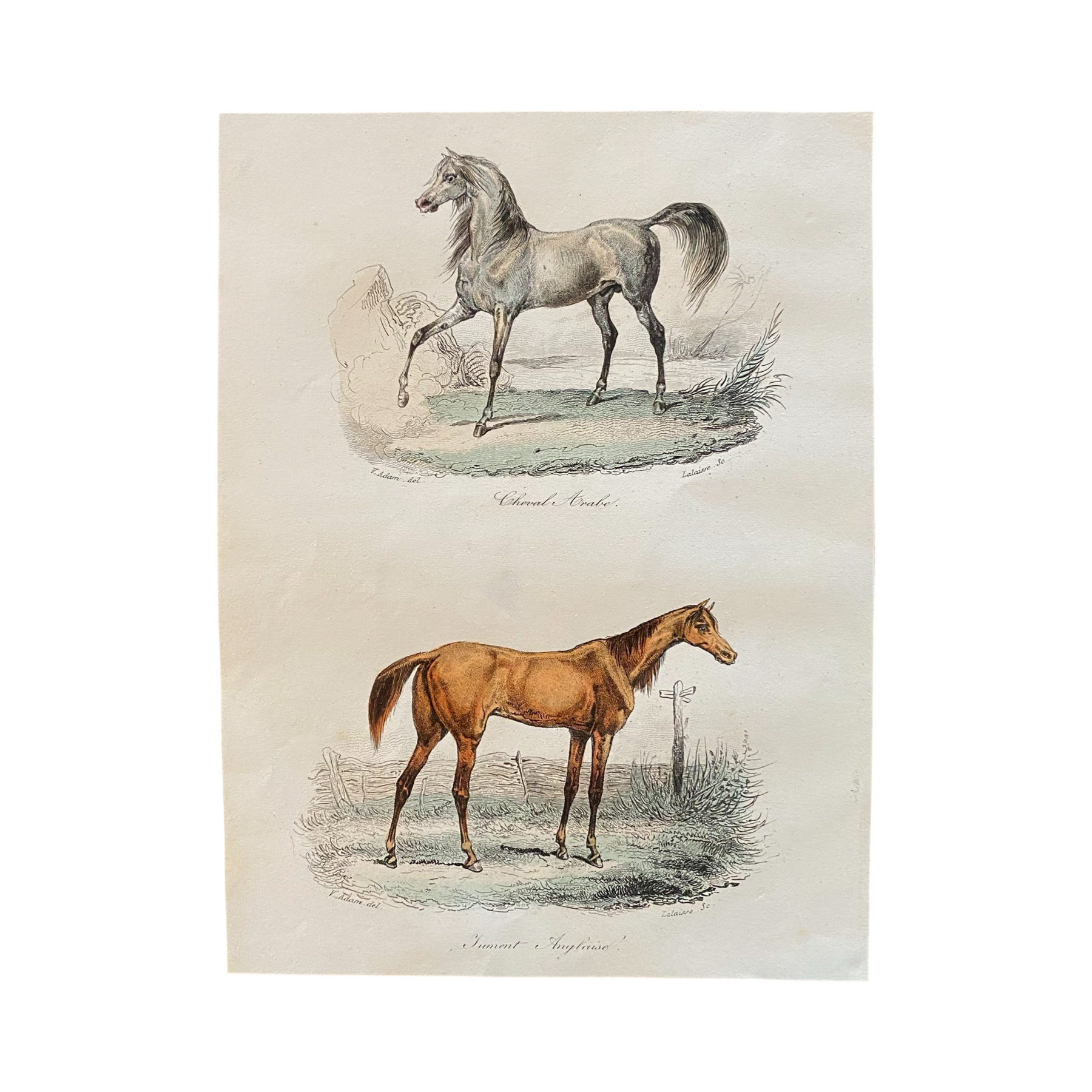アート・デザイン・音楽 Early History of Engraving in France French Antique 18th Century Equestrian Engraving Hand Colored
