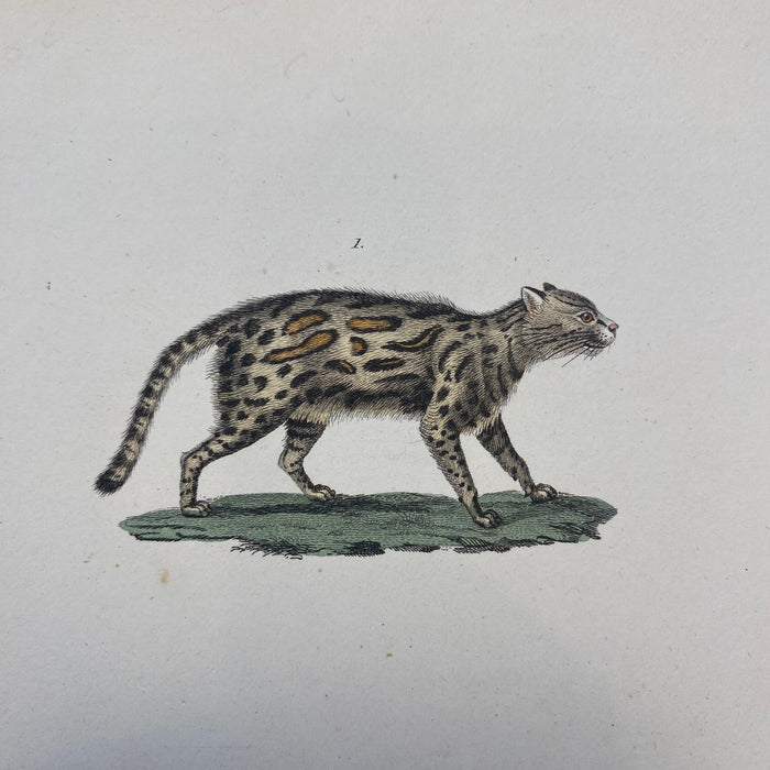 French Antique 18th Century "Le Margay" Animal Engraving Hand Colored Signed Artwork