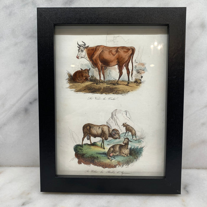 French Antique 18th Century Cow and Sheep Engraving Hand Colored Signed Artwork