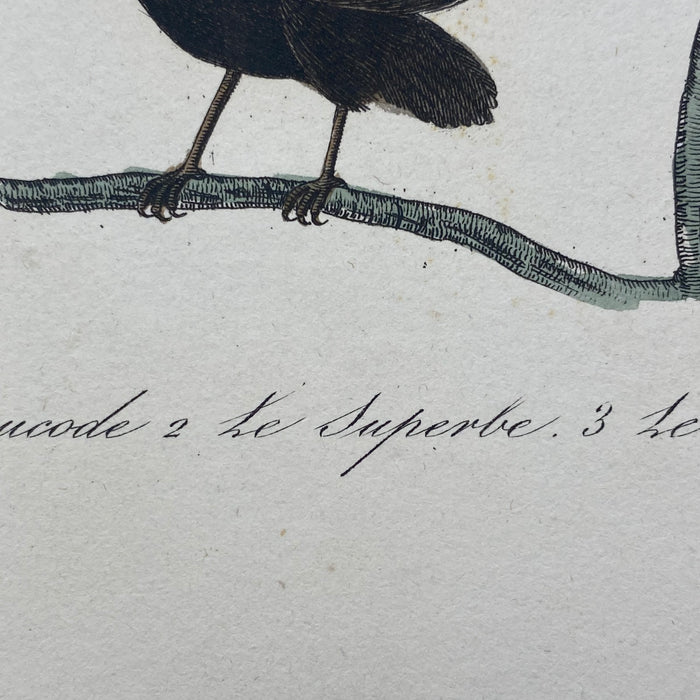 French Antique 18th Century "Le Manucode" Bird Engraving Hand Colored Signed Artwork