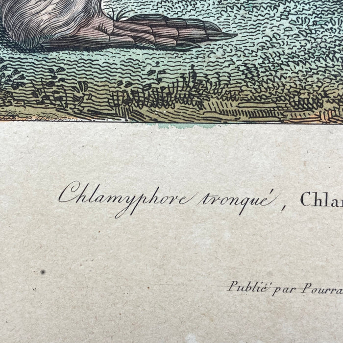 French Antique 18th Century "Chlamyphorus Tronque" Animal Engraving Hand Colored Artwork