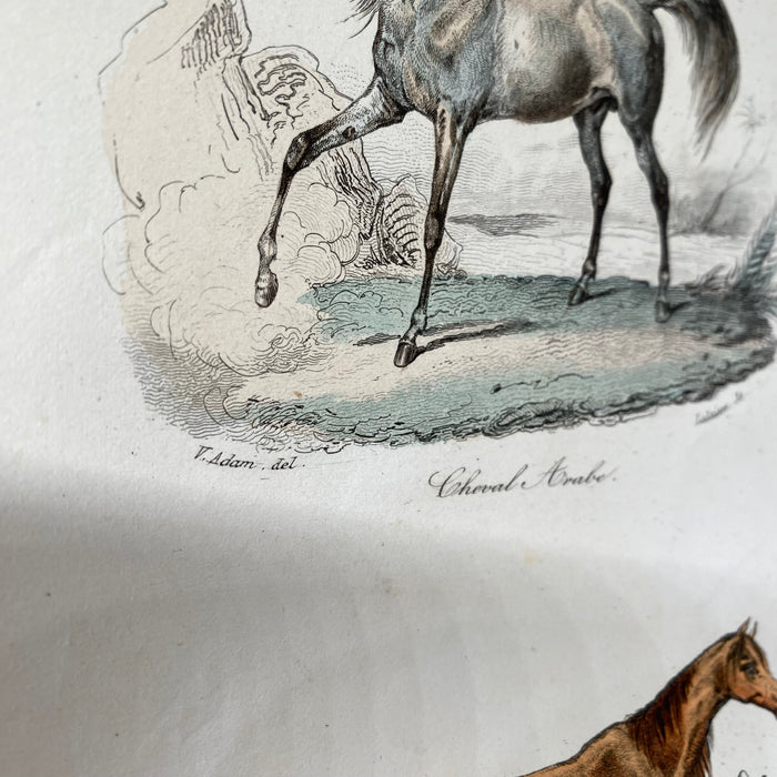 French Antique 18th Century Equestrian Engraving Hand Colored Signed Artwork