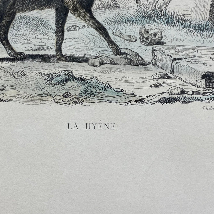 French Antique 18th Century "La Hyene" Animal Engraving Hand Colored Signed Artwork