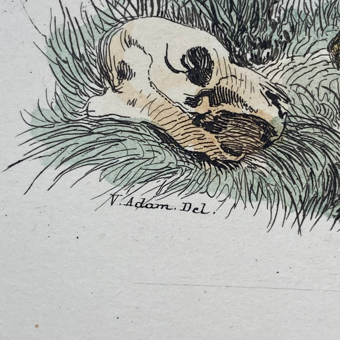 French Antique 18th Century "Le Leopard" Animal Engraving Hand Colored Signed Artwork