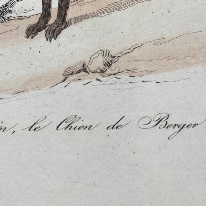 French Antique 18th Century "Le Chion de Berger" Dog Engraving Hand Colored Signed Artwork