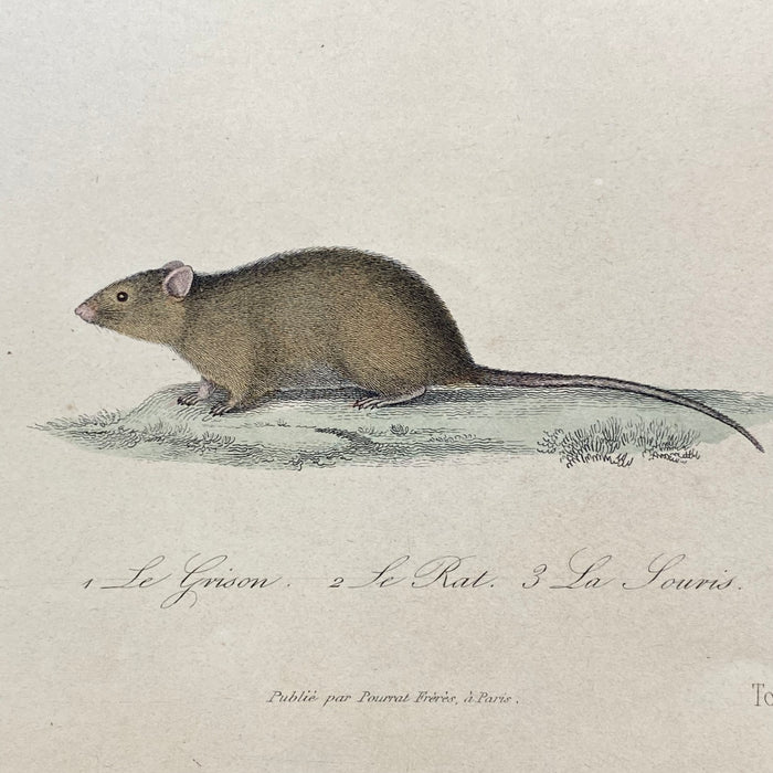 French Antique 18th Century "Le Rat" Animal Engraving Hand Colored Artwork