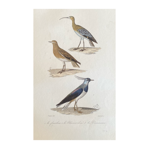 French Antique 18th Century “Le Jourlieu” Bird Engraving Hand Colored Artwork