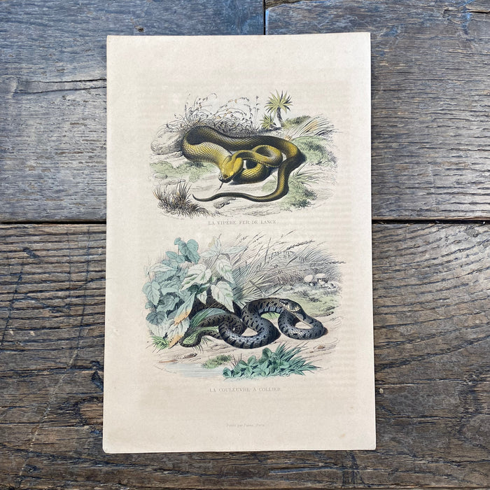 French Antique 18th Century "La Vipere Fer de Lance" Snake Engraving Hand Colored Signed Artwork