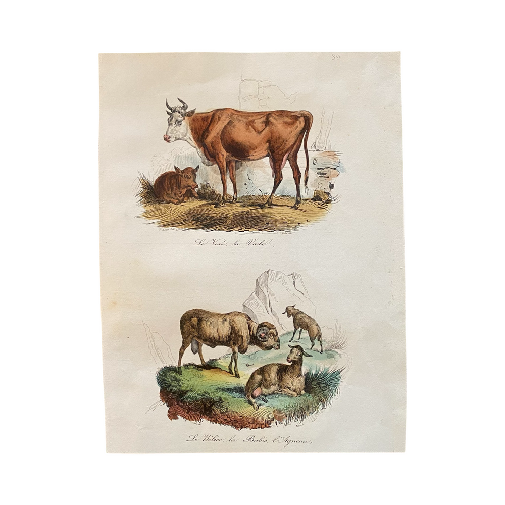 French Antique 18th Century Cow and Sheep Engraving Hand Colored Signed Artwork