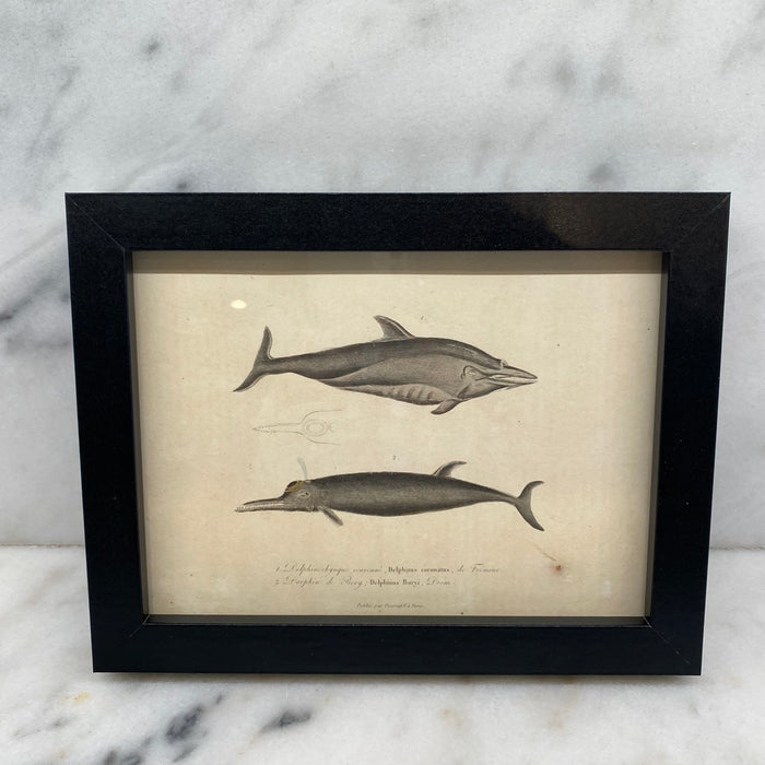 French Antique 18th Century Dolphin Engraving Hand Colored Artwork