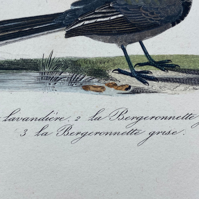 French Antique 18th Century "La Lavandiere" Bird Engraving Hand Colored Signed Artwork