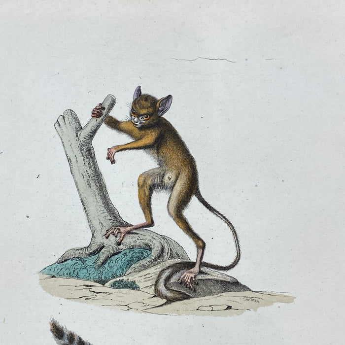 French Antique 18th Century "Le Tarsier" Animal Engraving Hand Colored Signed Artwork