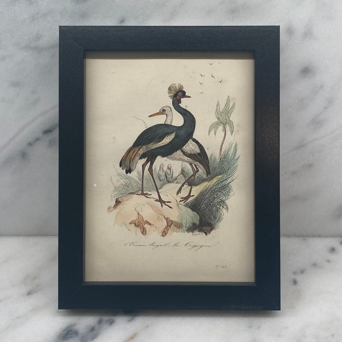 French Antique 18th Century Bird Engraving Hand Colored Signed Artwork