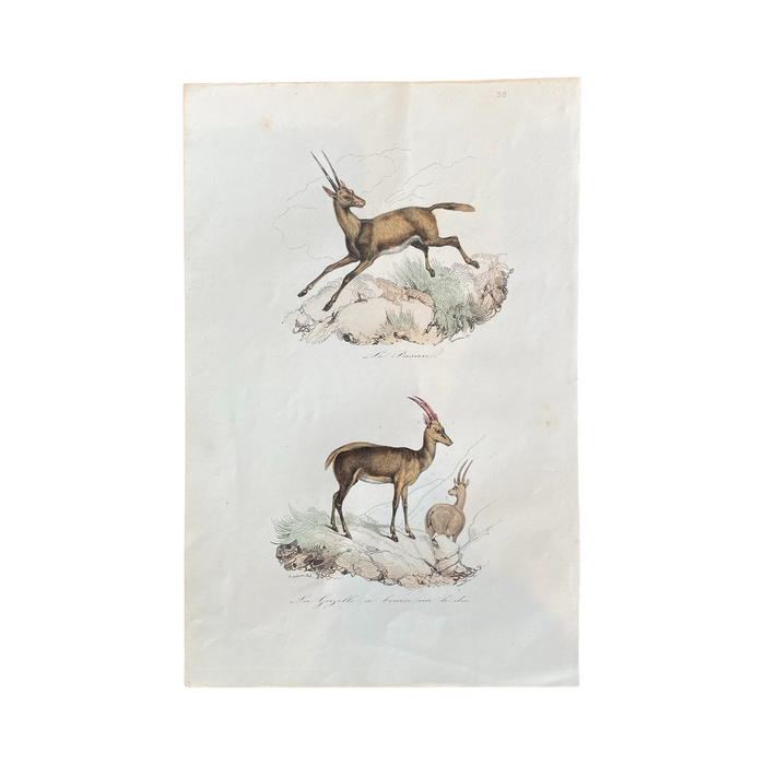 French Antique 18th Century "La Gazelle" Animal Engraving Hand Colored Signed Artwork