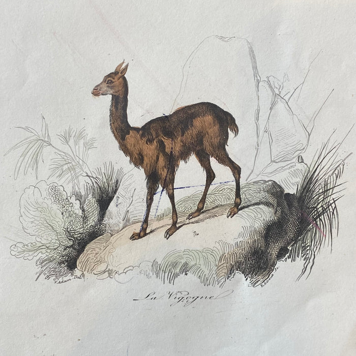 French Antique 18th Century "Le Lama" Engraving Hand Colored Signed Artwork