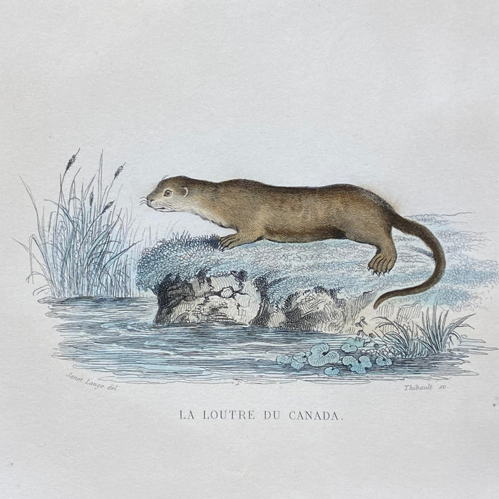 French Antique 18th Century "La Hyene" Animal Engraving Hand Colored Signed Artwork