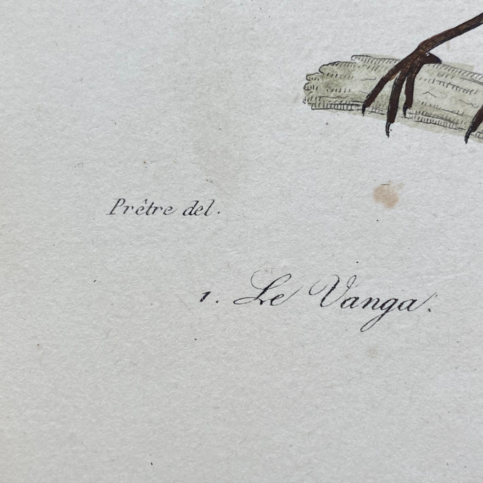 French Antique 18th Century "Le Vanga" Bird Engraving Hand Colored Signed Artwork