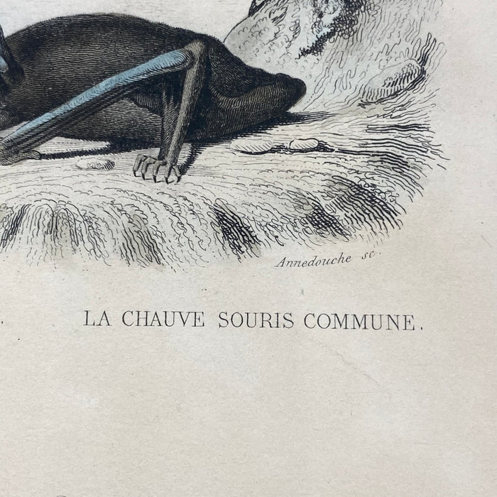 French Antique 18th Century "La Chauve Souris Fer-De-Lance" Bat Engraving Hand Colored Signed Artwork