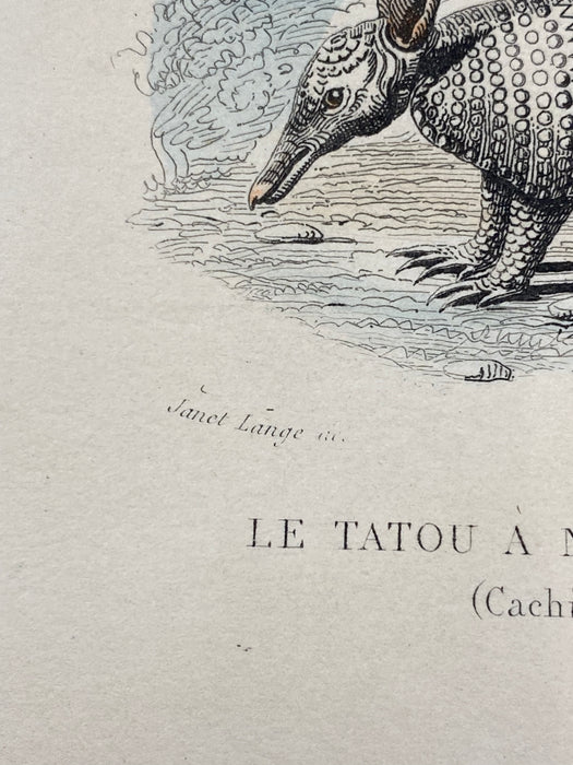 French Antique 18th Century "Le Tatou a Neuf Bandes" Animal Engraving Hand Colored Signed Artwork