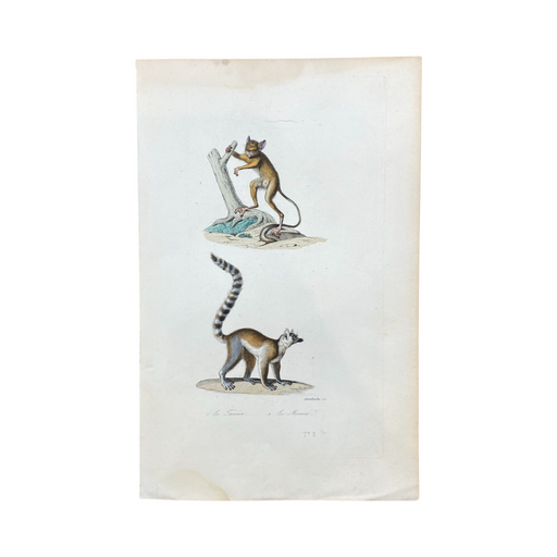 French Antique 18th Century "Le Tarsier" Engraving Hand Colored Signed Artwork