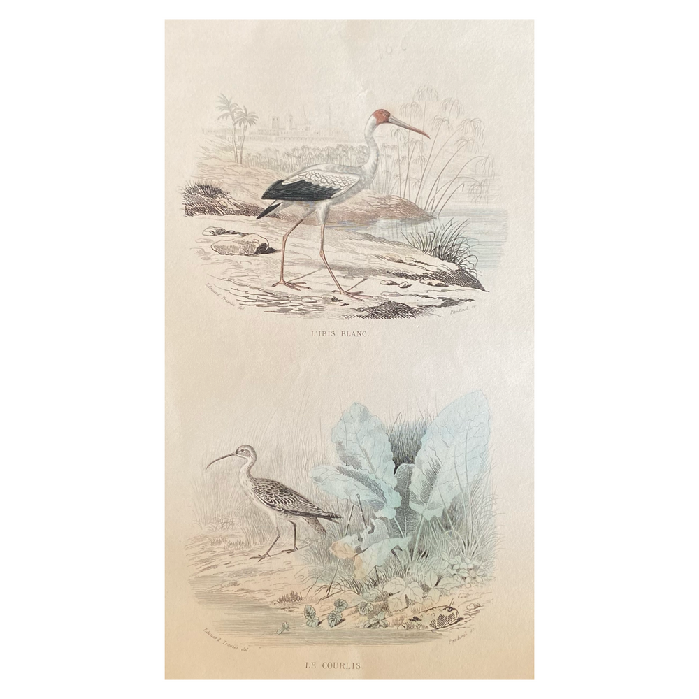 French Antique 18th Century “L’ibis Blanc and Le Courlis” Bird Engraving Hand Colored Artwork