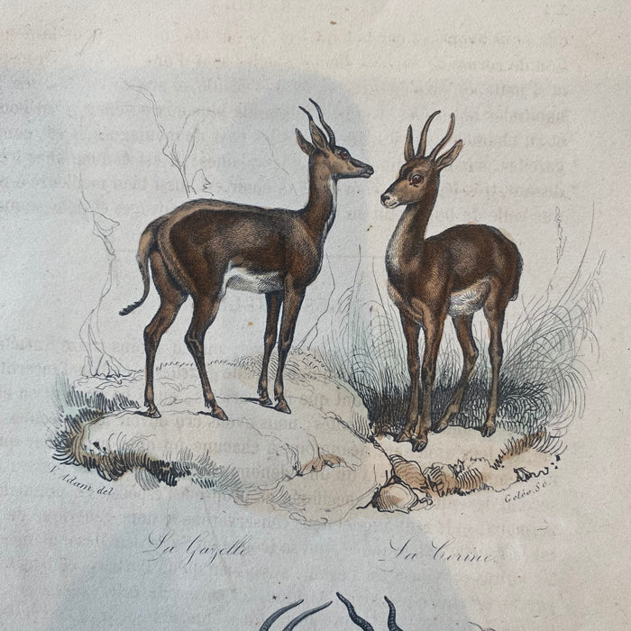 French Antique 18th Century "La Gazelle" Engraving Hand Colored Signed Artwork