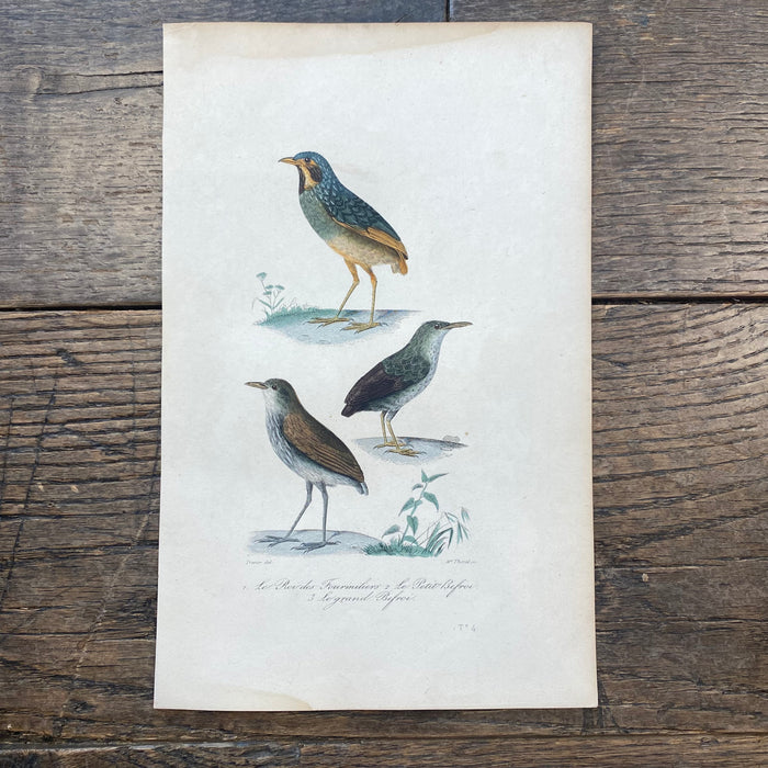 French Antique 18th Century "Le Roi des Fourmiliers" Bird Engraving Hand Colored Signed Artwork