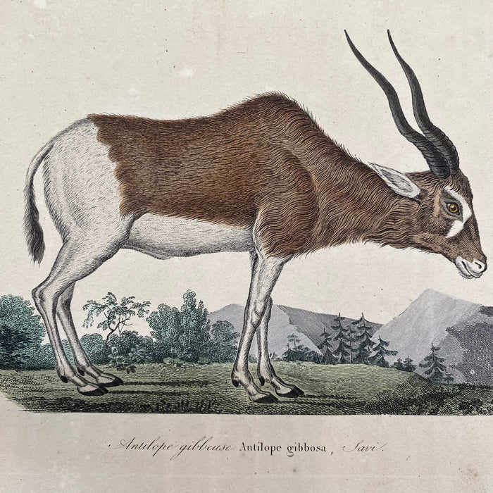 French Antique 18th Century “Antilope Gibbosa” Engraving Hand Colored Artwork