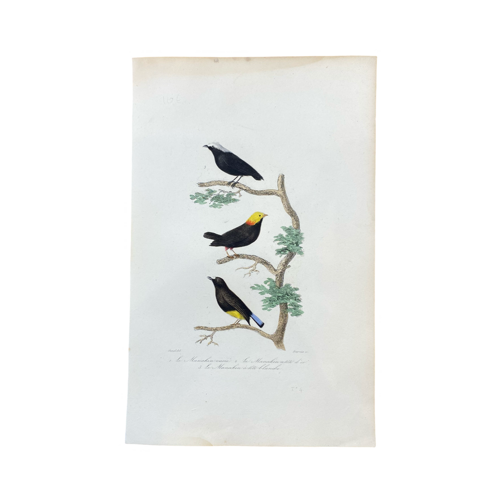 French Antique 18th Century Bird Engraving Hand Colored Signed Artwork