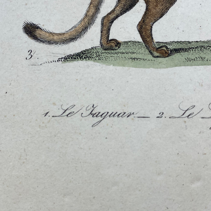 French Antique 18th Century "Le Jaguar" Animal Engraving Hand Colored Artwork