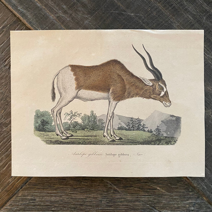 French Antique 18th Century “Antilope Gibbosa” Engraving Hand Colored Artwork