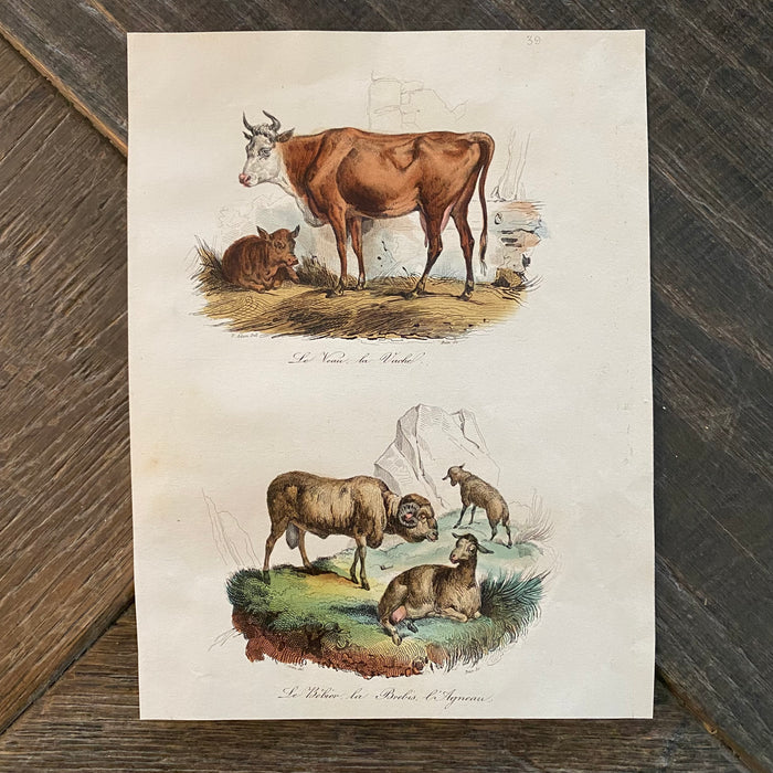 French Antique 18th Century Cow and Sheep Engraving Hand Colored Signed Artwork