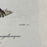 French Antique 18th Century "Le Calybe" Bird Engraving Hand Colored Signed Artwork