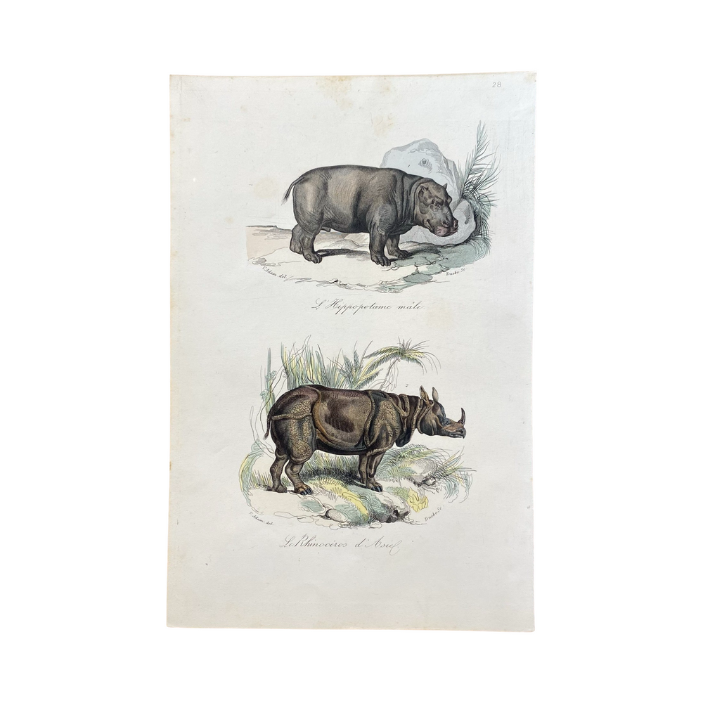 French Antique 18th Century "L'Hippopotame Male" Hippopotamus Engraving Hand Colored Signed Artwork