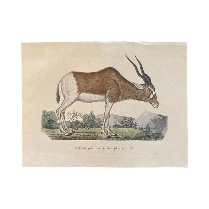 French Antique 18th Century “Antilope Gibbosa” Engraving Hand Colored Artwork