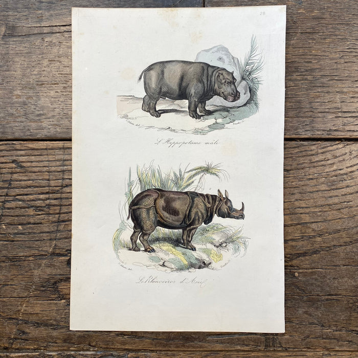 French Antique 18th Century "L'Hippopotame Male" Hippopotamus Engraving Hand Colored Signed Artwork