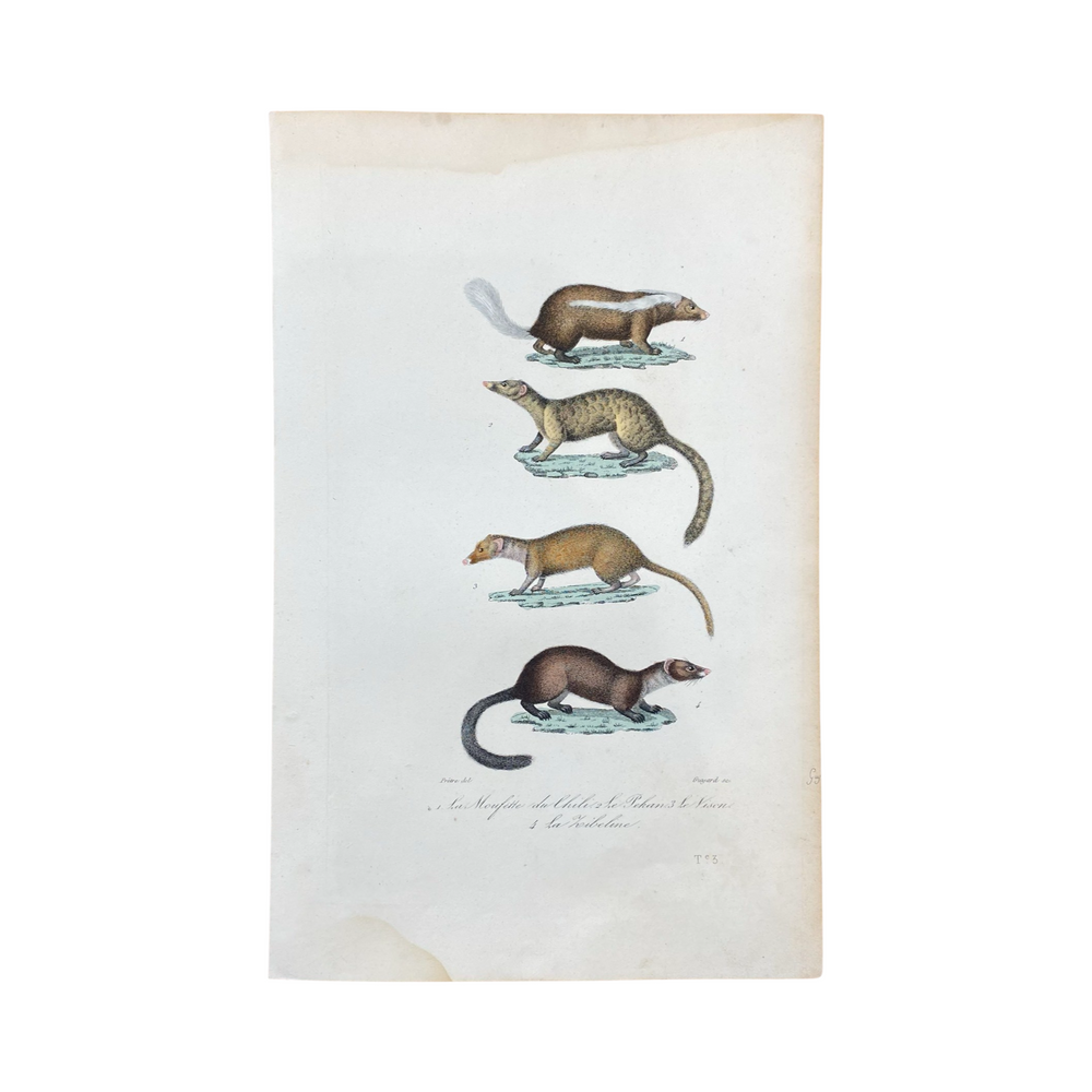 French Antique 18th Century "La Moufette du Chili" Animal Engraving Hand Colored Signed Artwork