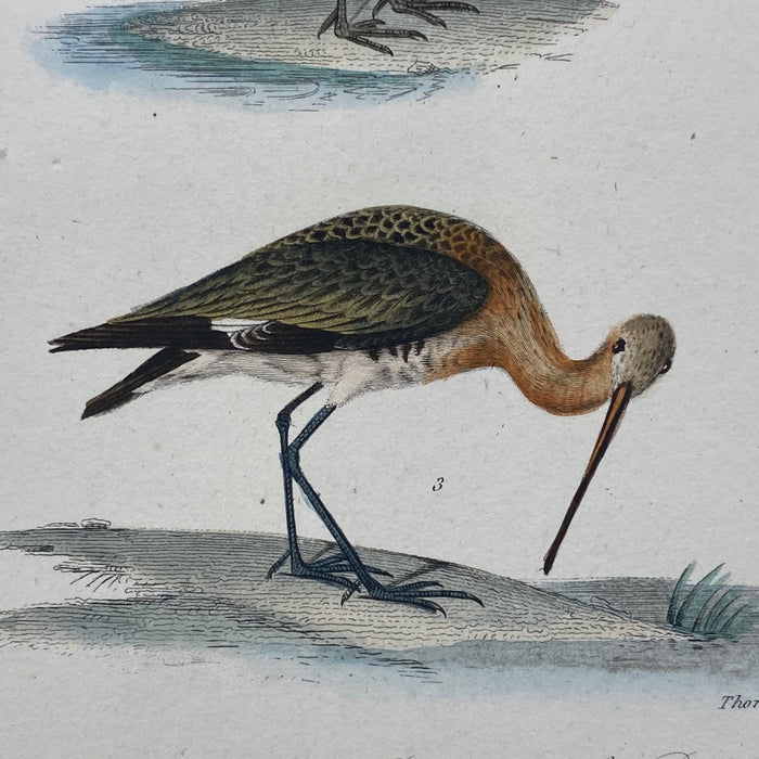 French Antique 18th Century "La Becassine" Bird Engraving Hand Colored Signed Artwork