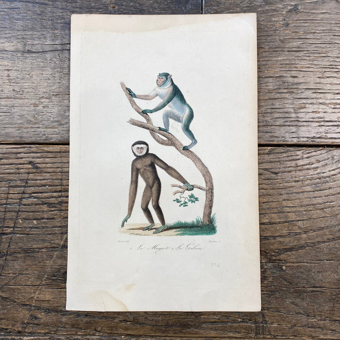 French Antique 18th Century "Le Magot" Monkey Animal Engraving Hand Colored Signed Artwork