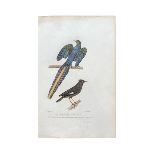 French Antique 18th Century "Le Merle Huppe de la Chine" Bird Engraving Hand Colored Signed Artwork