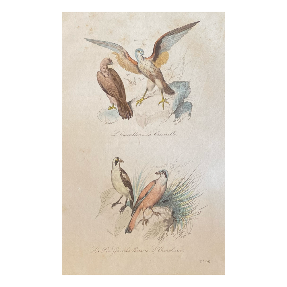 French Antique 18th Century “L’Emerillon” Bird Engraving Hand Colored Artwork