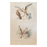 French Antique 18th Century “L’Emerillon” Bird Engraving Hand Colored Artwork